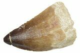 Fossil Mosasaur (Thalassotitan) Tooth - Morocco #353224-1